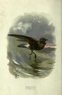 Image of British Storm Petrel