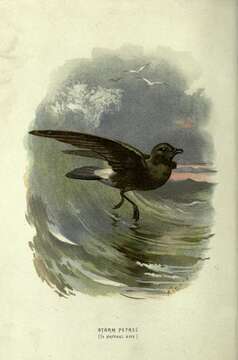 Image of British Storm Petrel