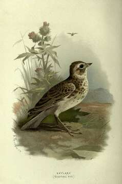 Image of Skylark