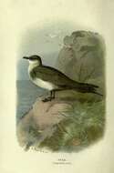 Image of Great Skua