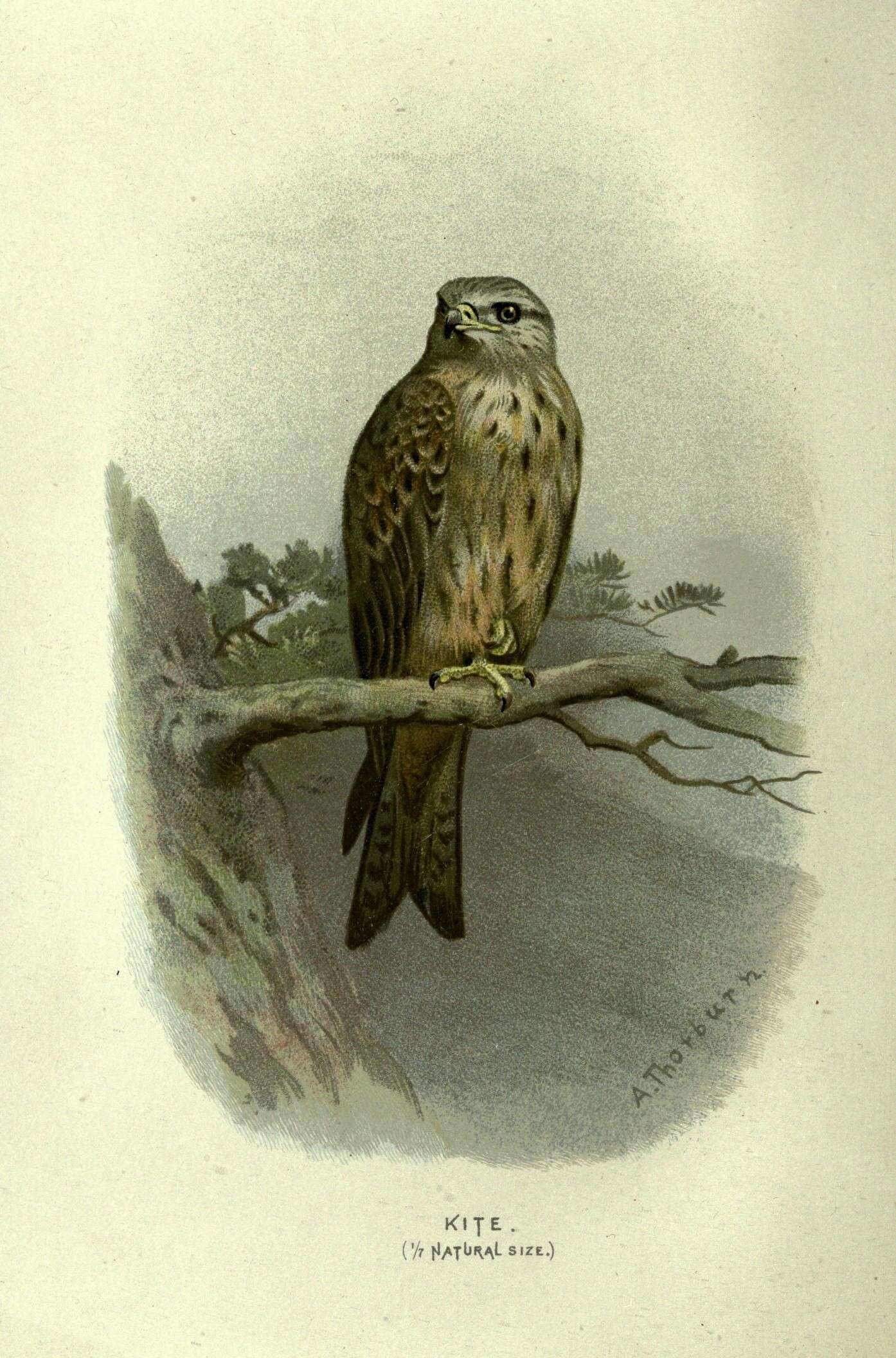 Image of Red Kite