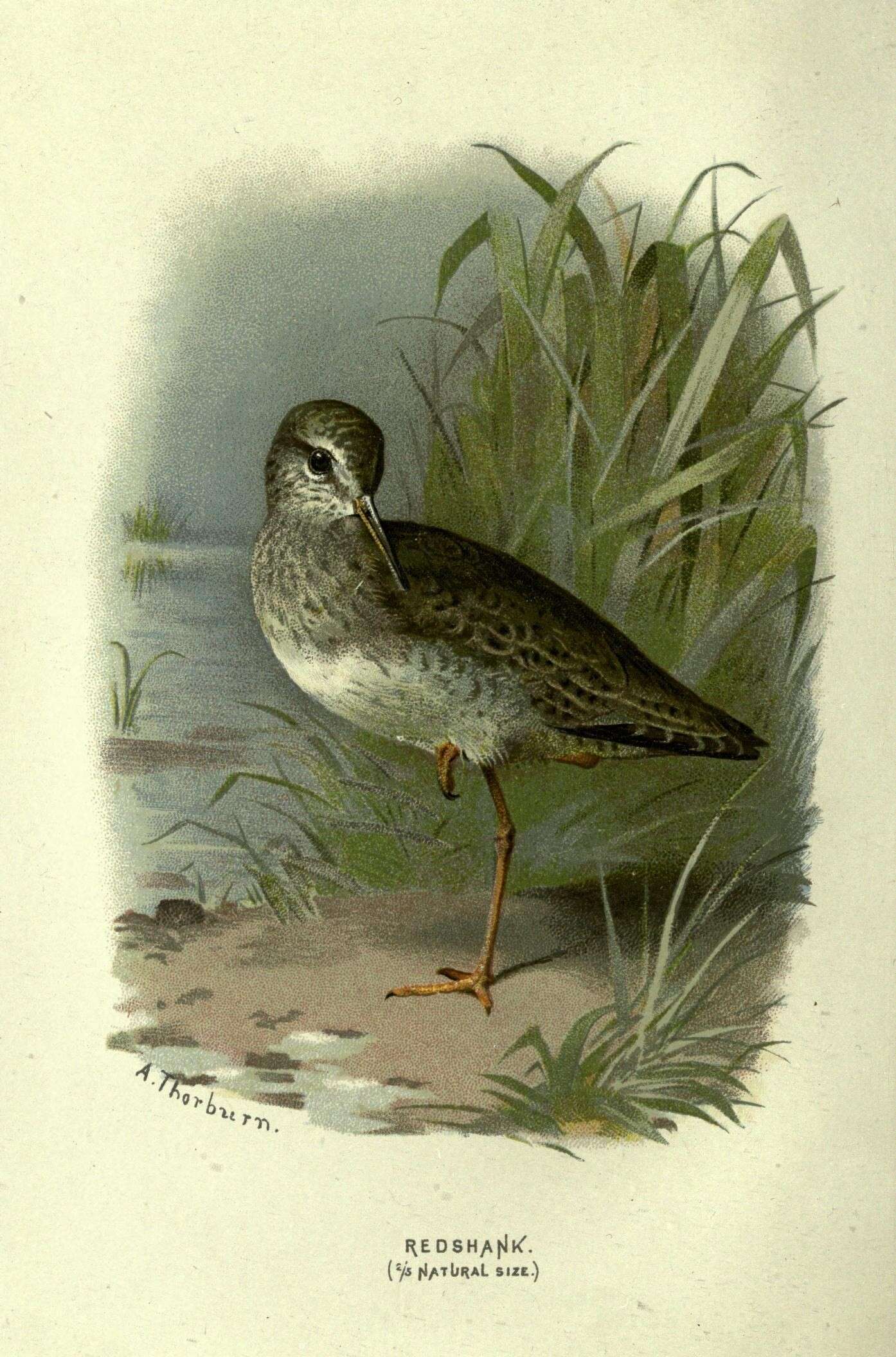 Image of Common Redshank