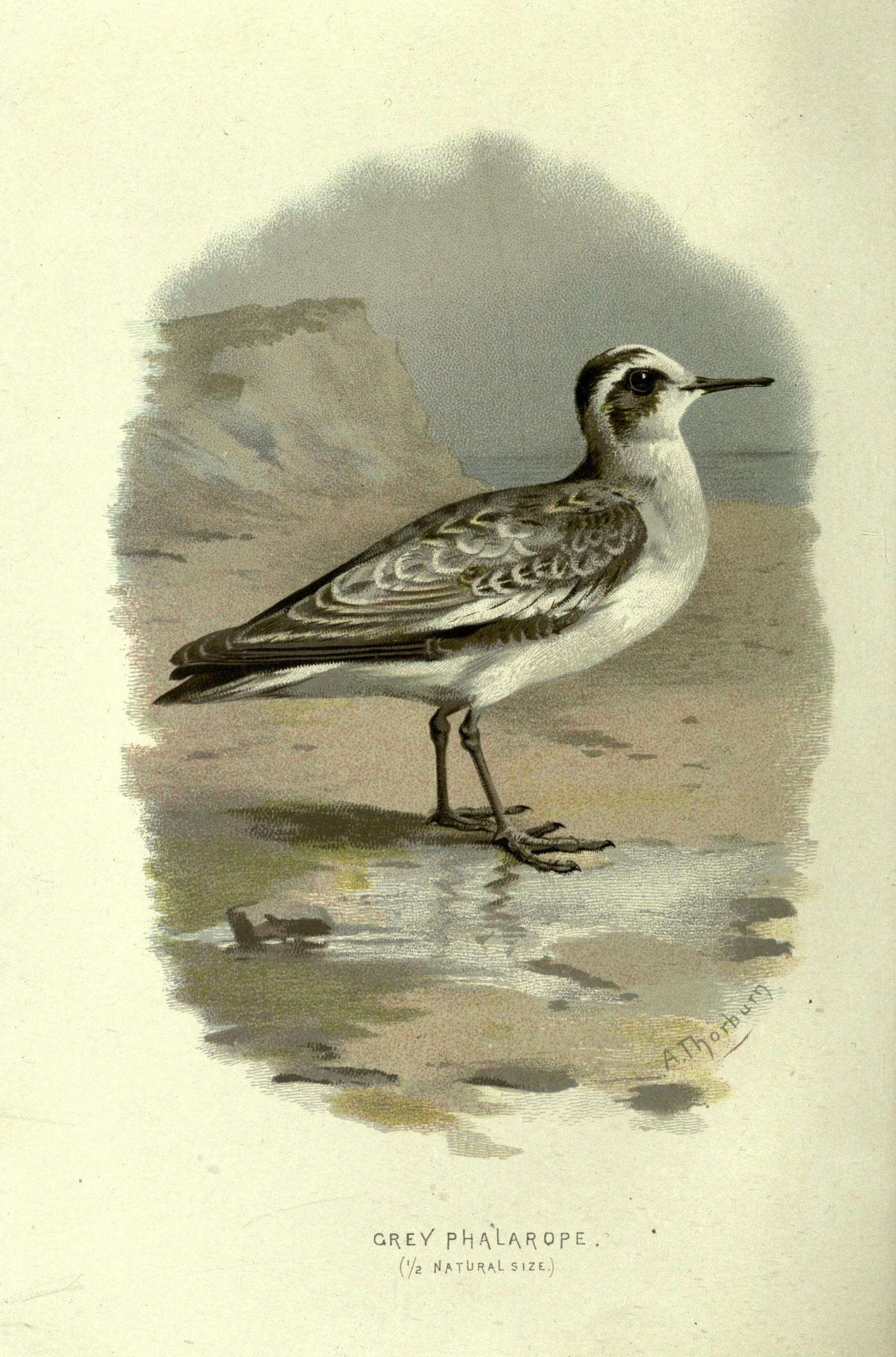 Image of Grey (Red) Phalarope