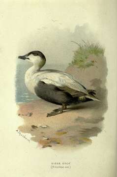 Image of Eider