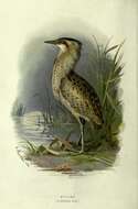 Image of great bittern, bittern