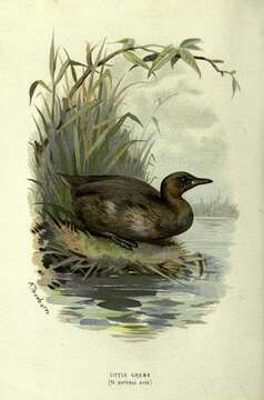 Image of Little Grebe