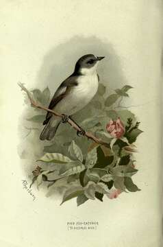 Image of European Pied Flycatcher