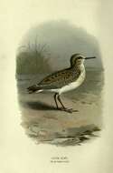 Plancia ëd Calidris minuta (Leisler 1812)