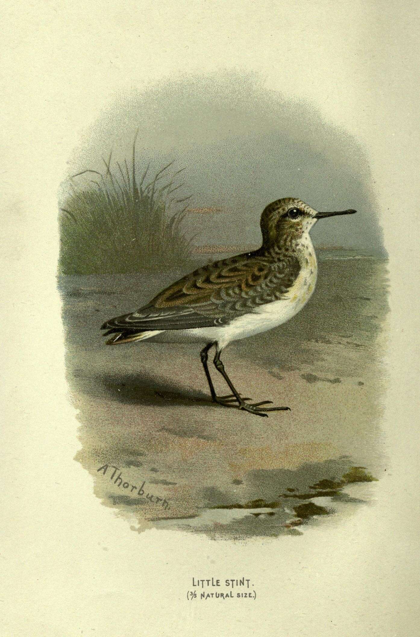 Plancia ëd Calidris minuta (Leisler 1812)