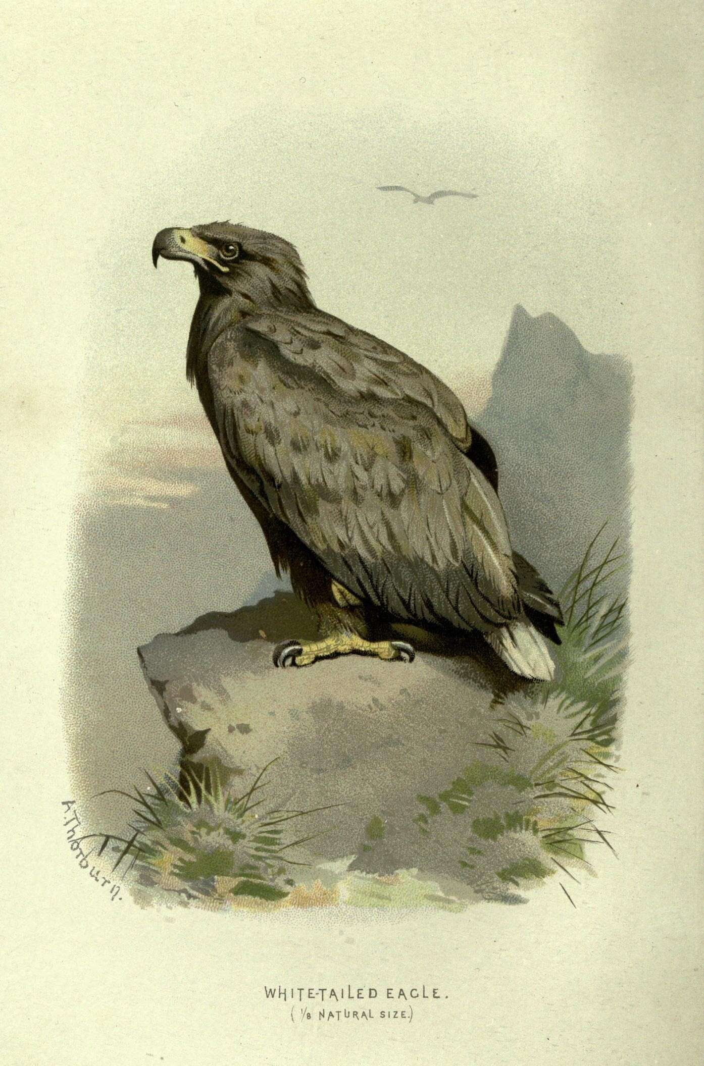 Image of White-tailed Eagle