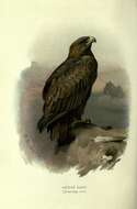 Image of Golden eagle