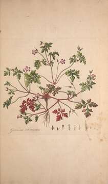 Image of Herb-Robert