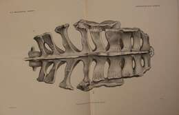 Imagem de Triceratops prorsus (Marsh 1890)