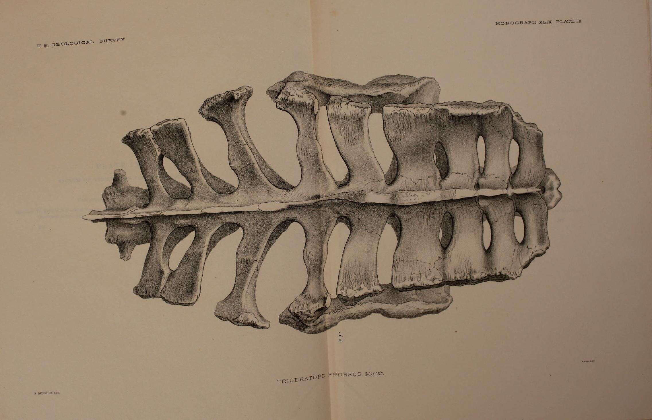 Image of Triceratops prorsus (Marsh 1890)