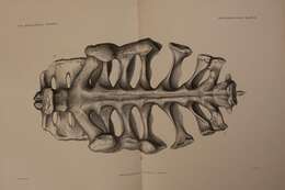 Imagem de Triceratops prorsus (Marsh 1890)