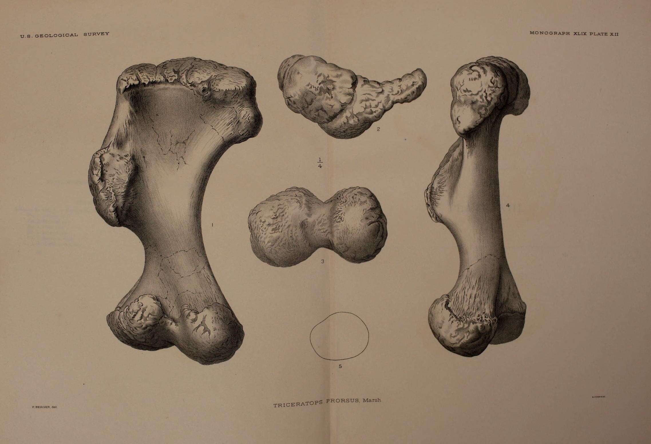 Image of Triceratops prorsus (Marsh 1890)