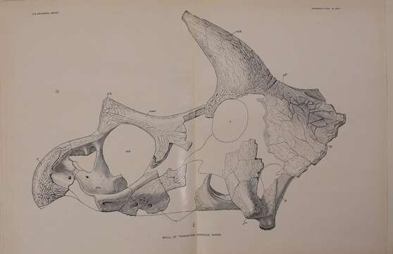 Image of Triceratops horridus (Marsh 1889)