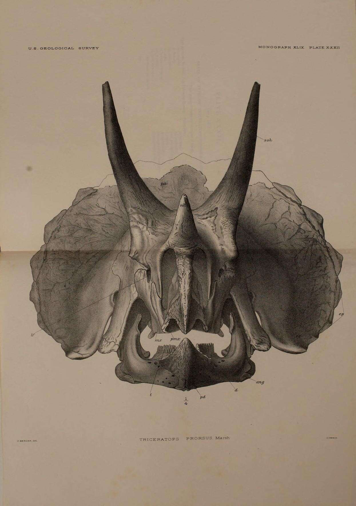 Imagem de Triceratops prorsus (Marsh 1890)