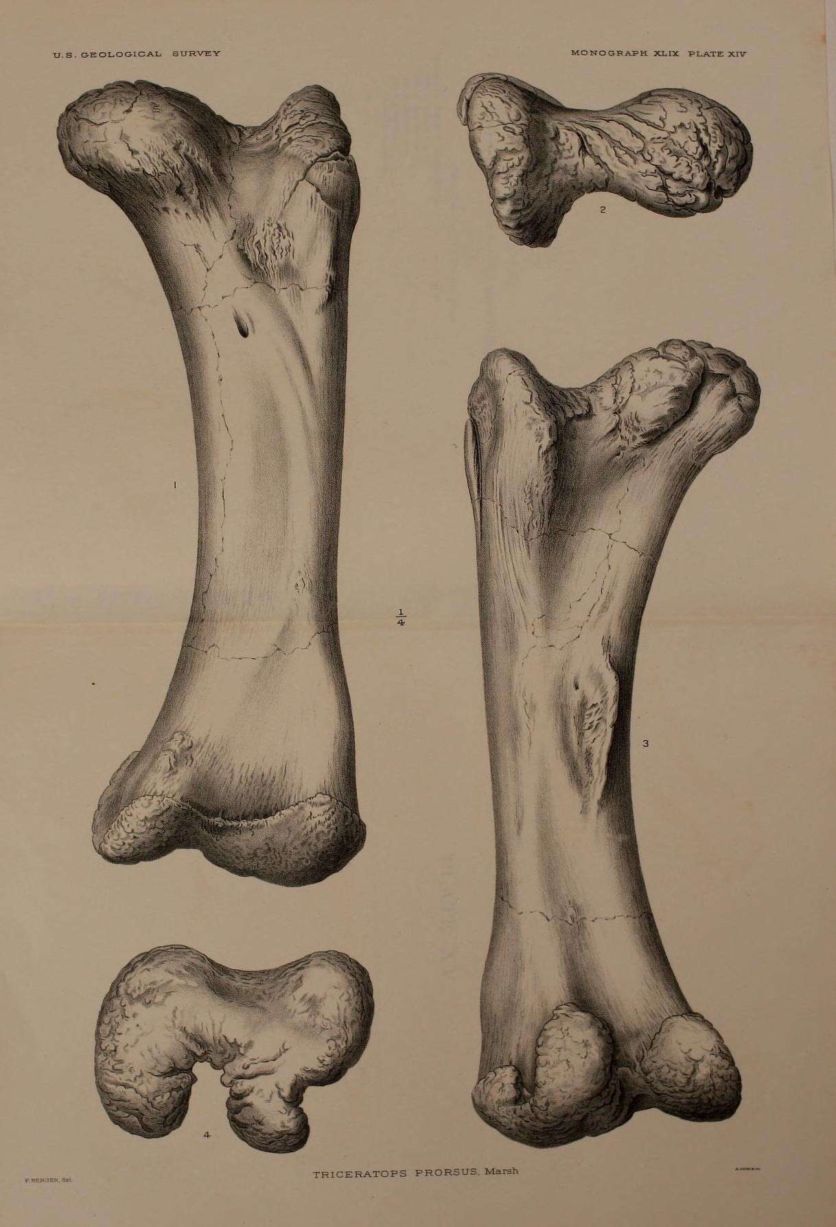 Image of Triceratops prorsus (Marsh 1890)