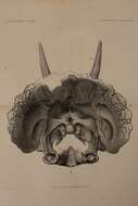 Image of Triceratops prorsus (Marsh 1890)