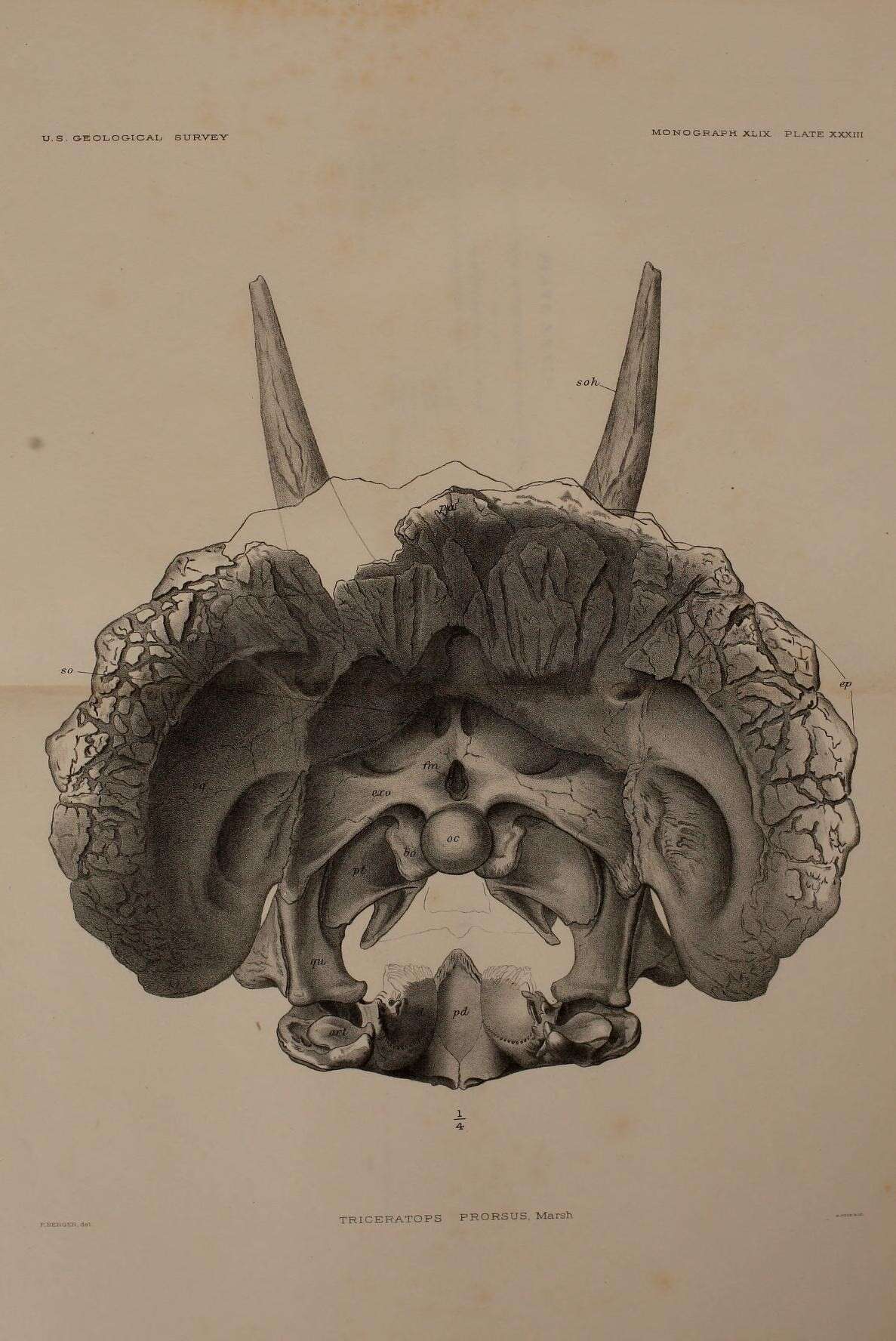 Imagem de Triceratops prorsus (Marsh 1890)