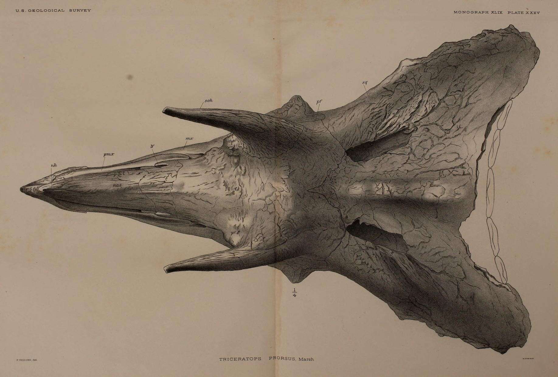 Image of Triceratops prorsus (Marsh 1890)