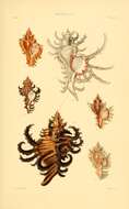 Sivun Muricidae Rafinesque 1815 kuva
