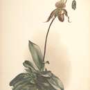 Image of Cypripedium selligerum Rchb. fil.