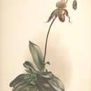 Sivun Cypripedium selligerum Rchb. fil. kuva