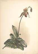 Image of Cypripedium selligerum Rchb. fil.