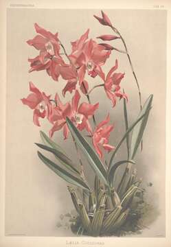 Image of Laelia gouldiana Rchb. fil.