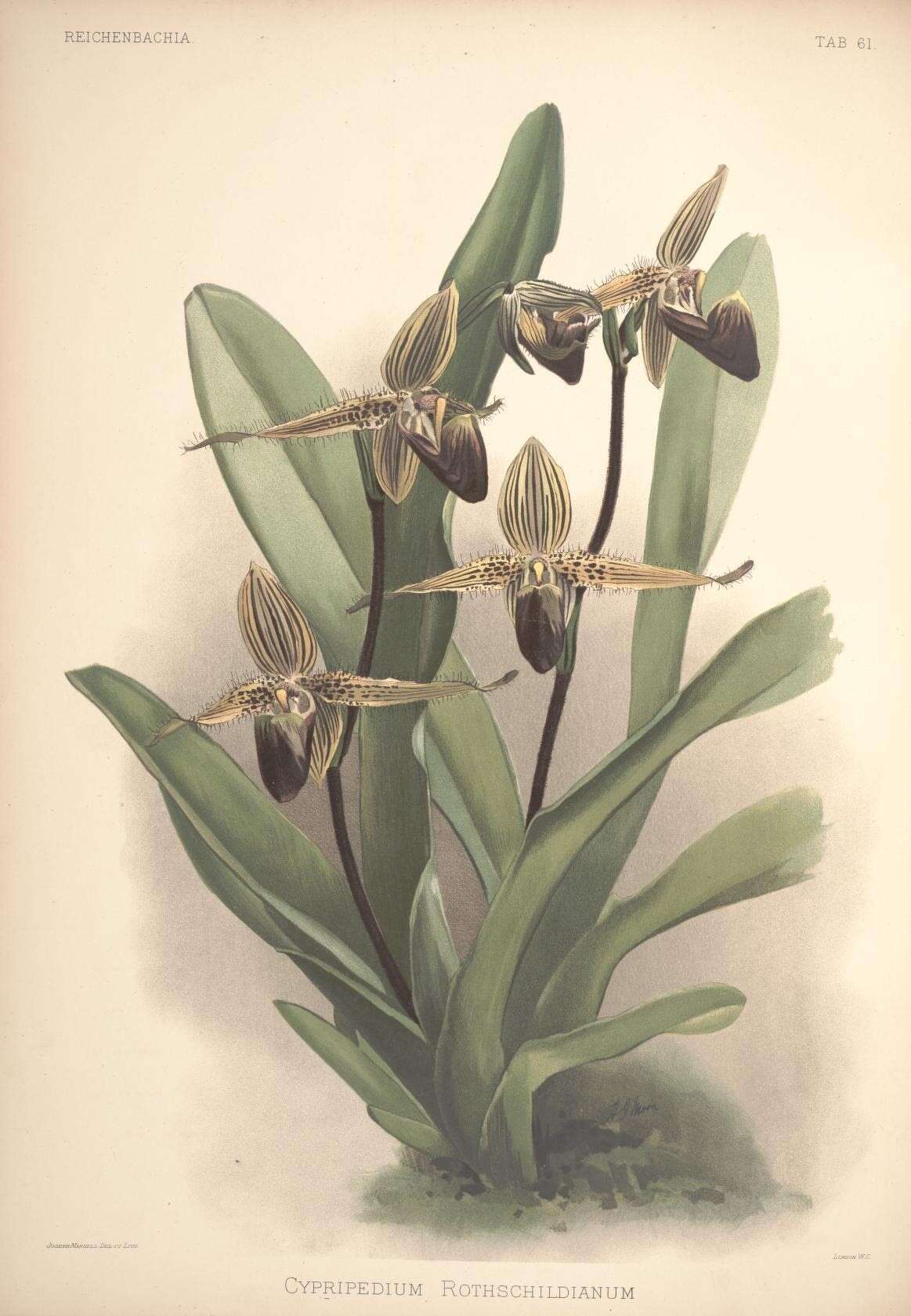 Image of Rothshild's slipper orchid