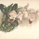 Imagem de Cattleya gaskelliana (N. E. Br.) B. S. Williams