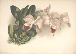 Image of Cattleya gaskelliana (N. E. Br.) B. S. Williams