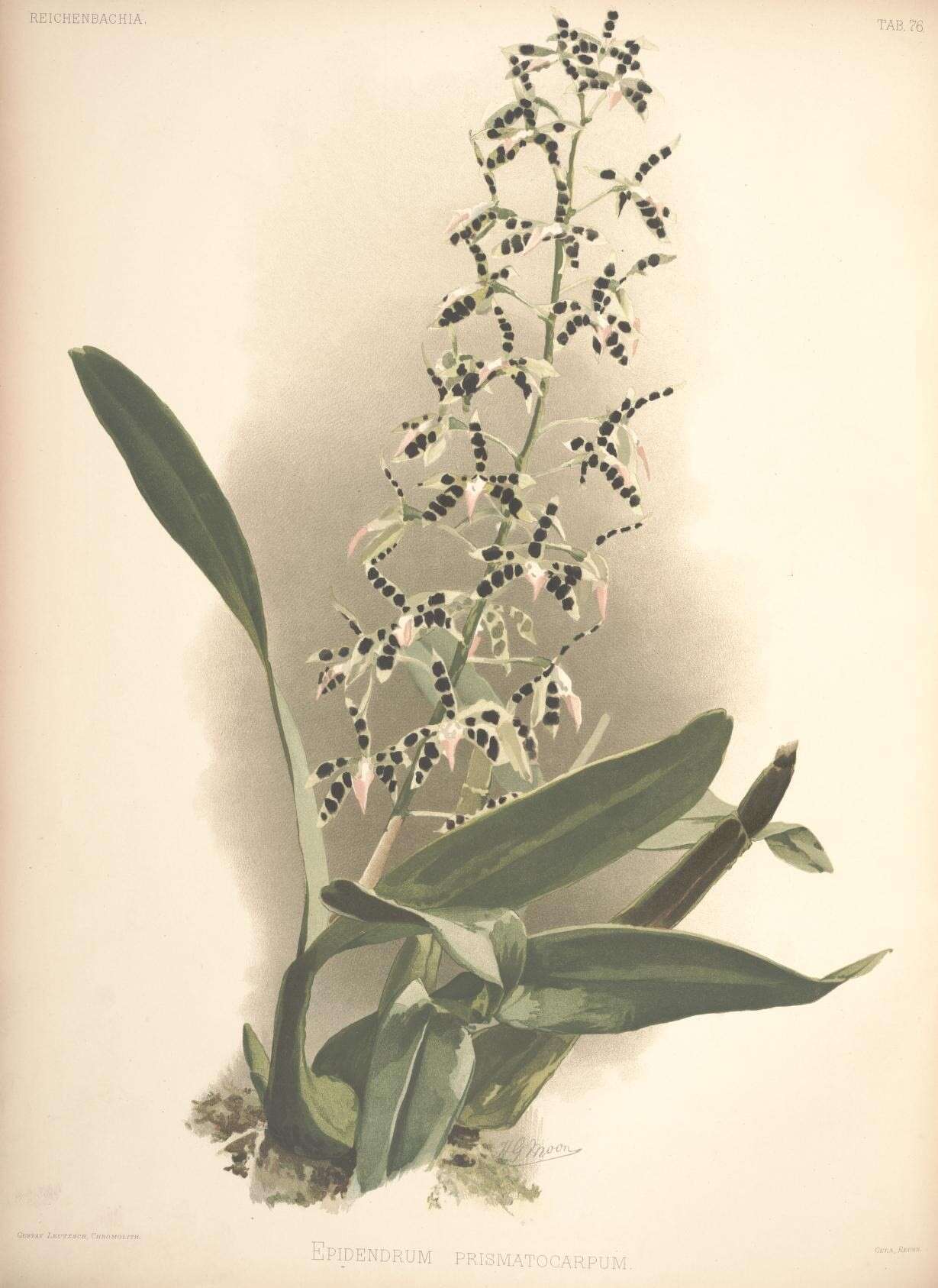 Image de Prosthechea prismatocarpa (Rchb. fil.) W. E. Higgins
