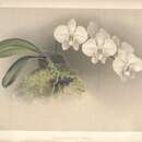 Image of Phalaenopsis leucorrhoda Rchb. fil.