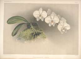 Image of Phalaenopsis leucorrhoda Rchb. fil.