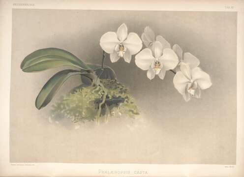 Image of Phalaenopsis leucorrhoda Rchb. fil.