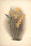 Image of Dendrobium brymerianum Rchb. fil.