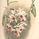 Image de Dendrobium × leechianum