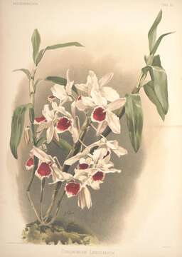 Image of Dendrobium × leechianum