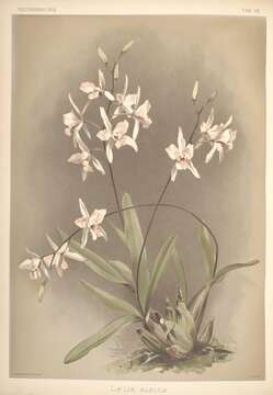 Image of orchid