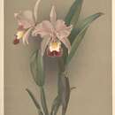 Image of Cattleya ballantiniana Rchb. fil.