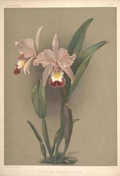 صورة Cattleya ballantiniana Rchb. fil.