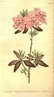 صورة Rhododendron dauricum L.