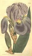Image of sweet iris