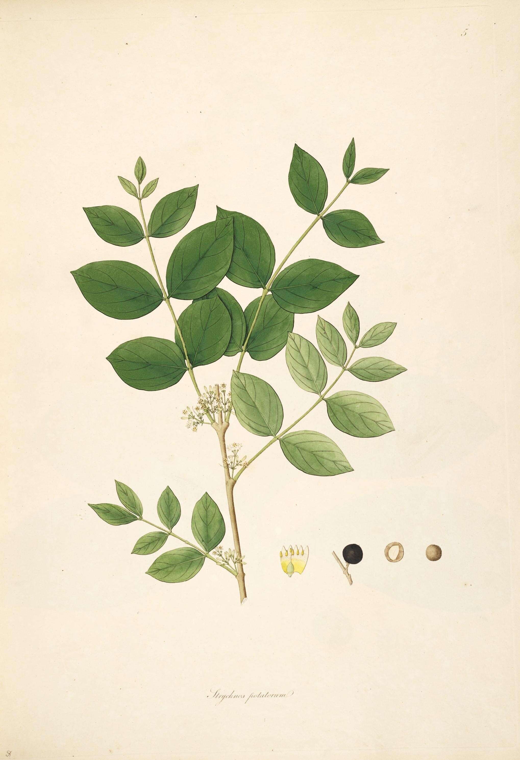 Image of Black bitterberry