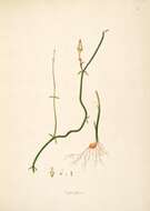 Image de Ceropegia juncea Roxb.