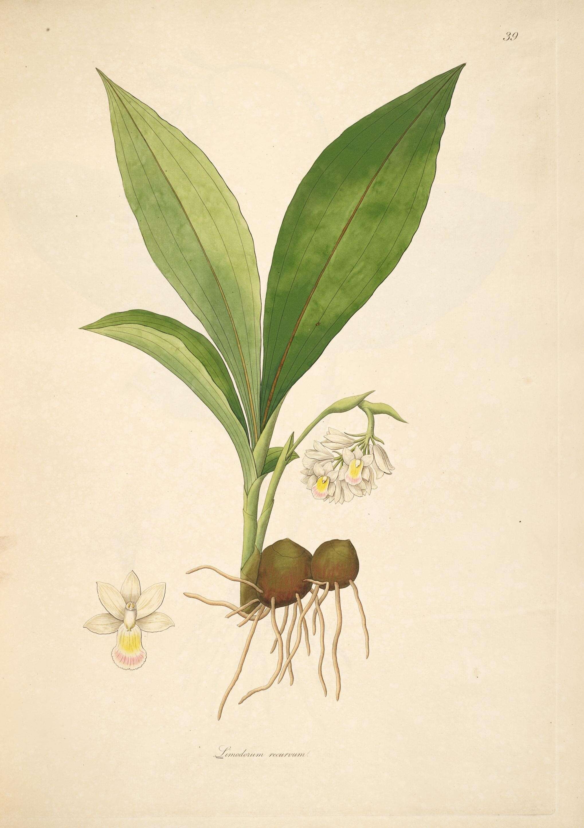 Image de Geodorum recurvum (Roxb.) Alston