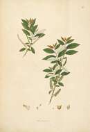 Imagem de Salix tetrasperma Roxb.